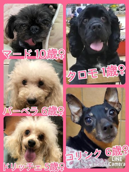 🐾今日の里親様募集中ワンコ🐶メンバーです🐾2022,7,4【保護犬カフェ天神橋店】